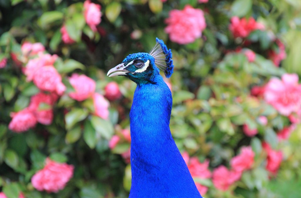 peacock blue warwick